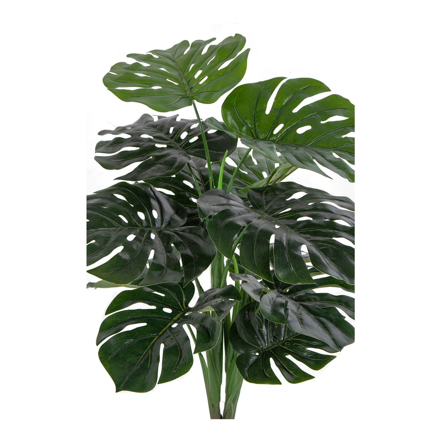 House Nordic - Monstera